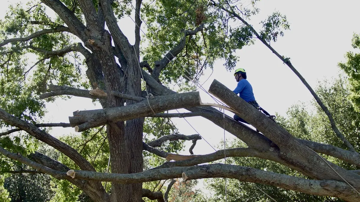 Professional Crown Thinning performed by certified arborists in Pelham